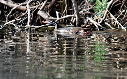 Lake Mburo image