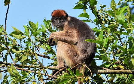 Kampala till Kibale Forest NP image
