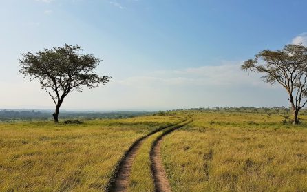 Safari i Queen Elisabeth NP image