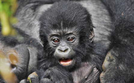 Hembesök hos bergsgorillorna image