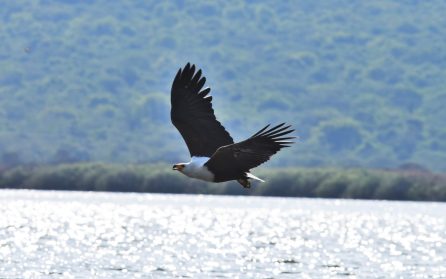 Bwindi - Lake Mburo NP image