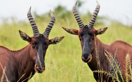 Lake Mburo - Entebbe image