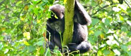 Uganda thumbnail