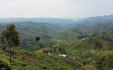 Mot Uganda image