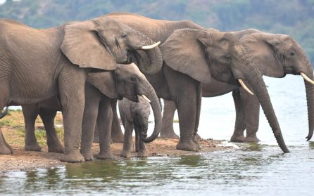 Safari i Queen Elisabeth NP image