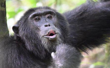 Kibale nationalpark - besök hos schimpanserna image