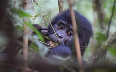 Hembesök hos bergsgorillorna image