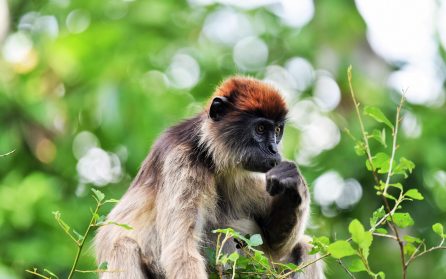 Entebbe till Kibale Forest NP image