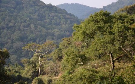 Sista morgonen i de dimhöljda bergen. Bwindi till Lake Mburo National Park image