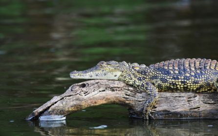 Lake Mburo till Entebbe image