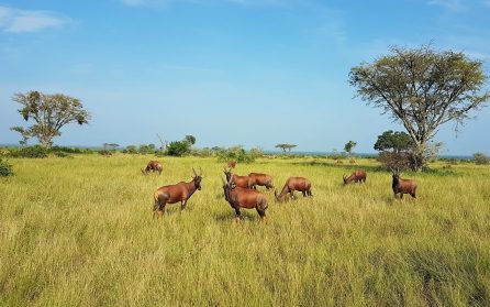 Queen Elisabeth National Park image