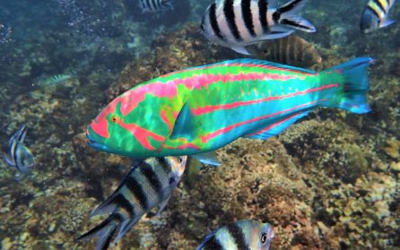 Snorkling eller dykning vid Felicite image