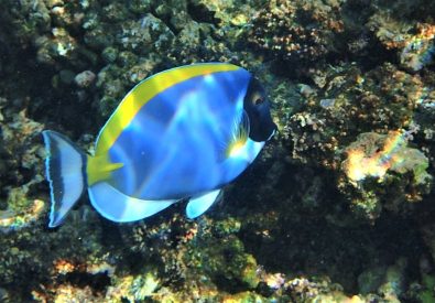 Bad och snorkling