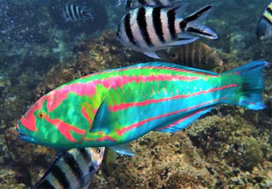 Bad och snorkling