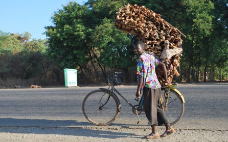 Mot Malawi image
