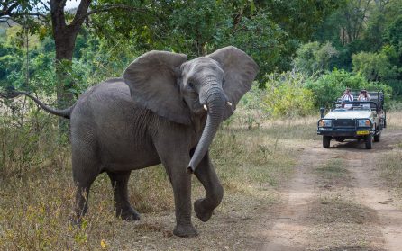 Safari i Majete image
