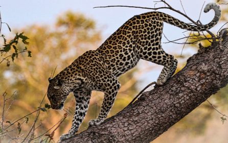 Safari i South Luangwa image