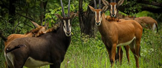 Malawi – Vackra vandringar, storviltsafari och bad i Malawisjön hero image
