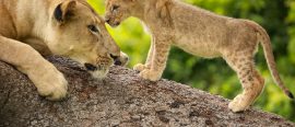 Zambia thumbnail