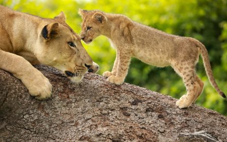 Mot South Luangwa Nationalpark image