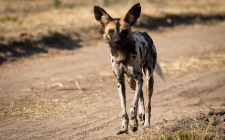 Sista dagen i South Luangwa image