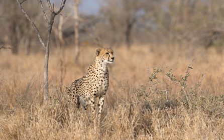 Greater Kruger image