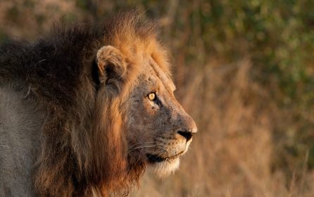 Vandringssafari image