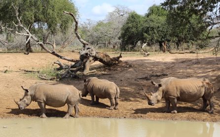 Zululand image