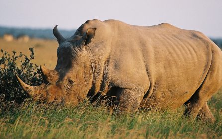 Khama Rhino Sanctuary image