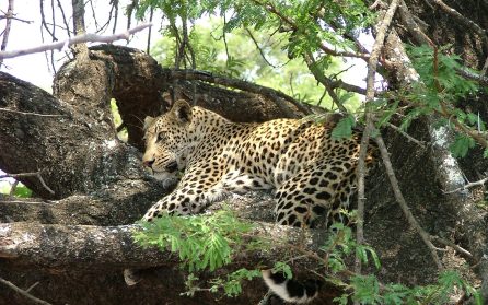 Krugerparken image