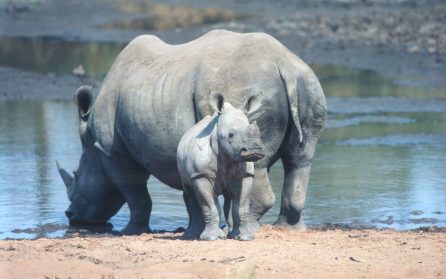 Zululand image