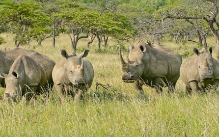 Highveld och Zululand image