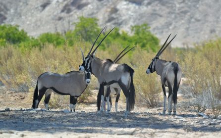 Safari i Etosha NP image