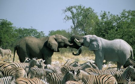 Safari i Etosha NP image