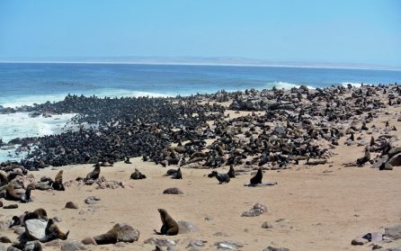Swakopmund vid den vilda kusten image