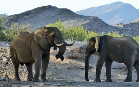 Safari i Etosha NP image