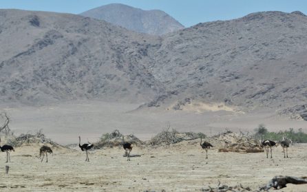 Kalahari och in i Botswana image
