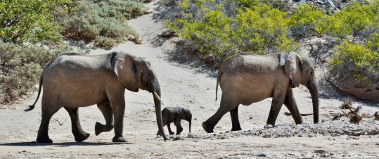 Namibia, Capriviremsan och Victoriafallen hero image