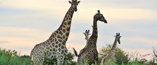 Namibia och Botswana – Rundresa med södra Afrikas höjdpunkter hero image