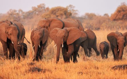 Vidare till Chobe image