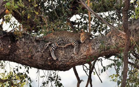 Chobe National park image