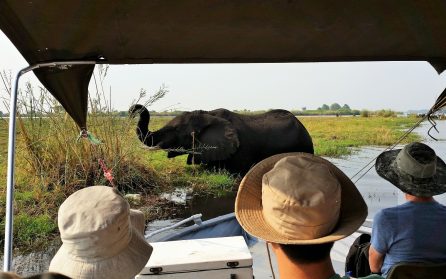 Safari i Chobe image