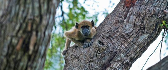 Från Kapstaden till Victoriafallen – 4 länder i södra Afrika hero image