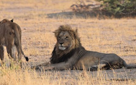 Safari i Savuti image