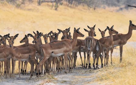 Maun - fri eftermiddag för vila eller aktiviter image