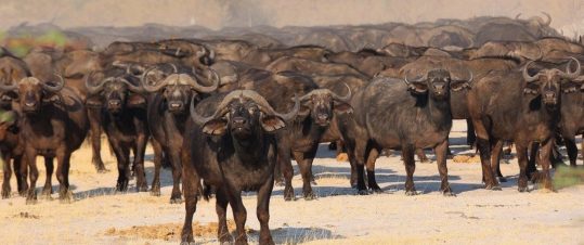 Namibia och Botswana. Rundresa med södra Afrikas höjdpunkter hero image