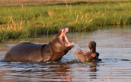 Okavangodeltat image