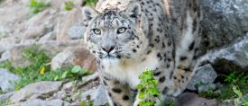 Mongoliet – snöleopard, vilda hästar och ändlösa vidder thumbnail