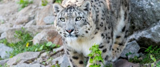 Mongoliet – snöleopard, vilda hästar och ändlösa vidder hero image