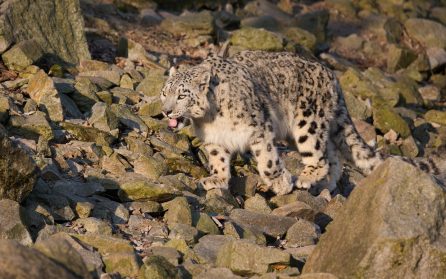 På spaning efter snöleopard och pallaskatt image